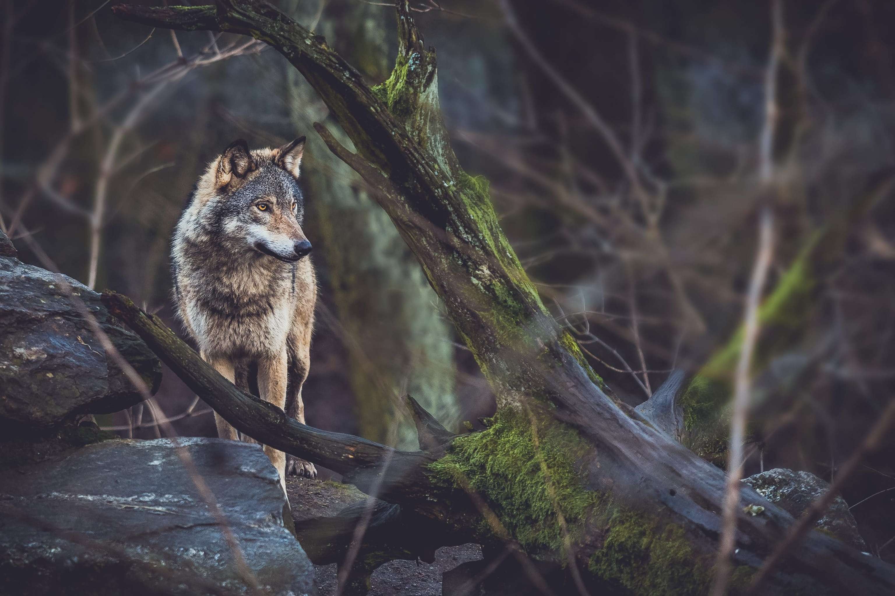 Grey Wolf