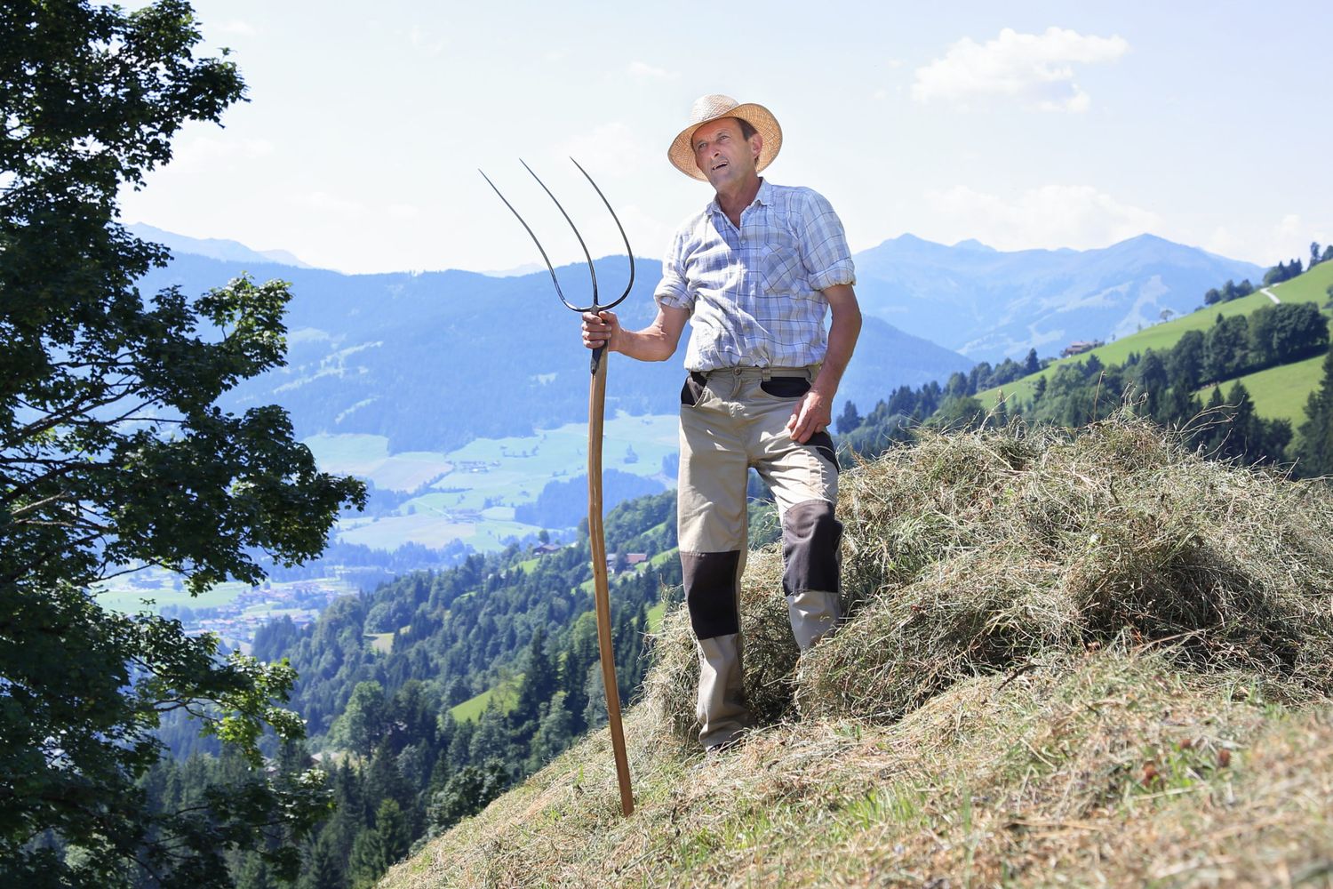Bergbauer Mit Heugabel Bei Heuarbeit
