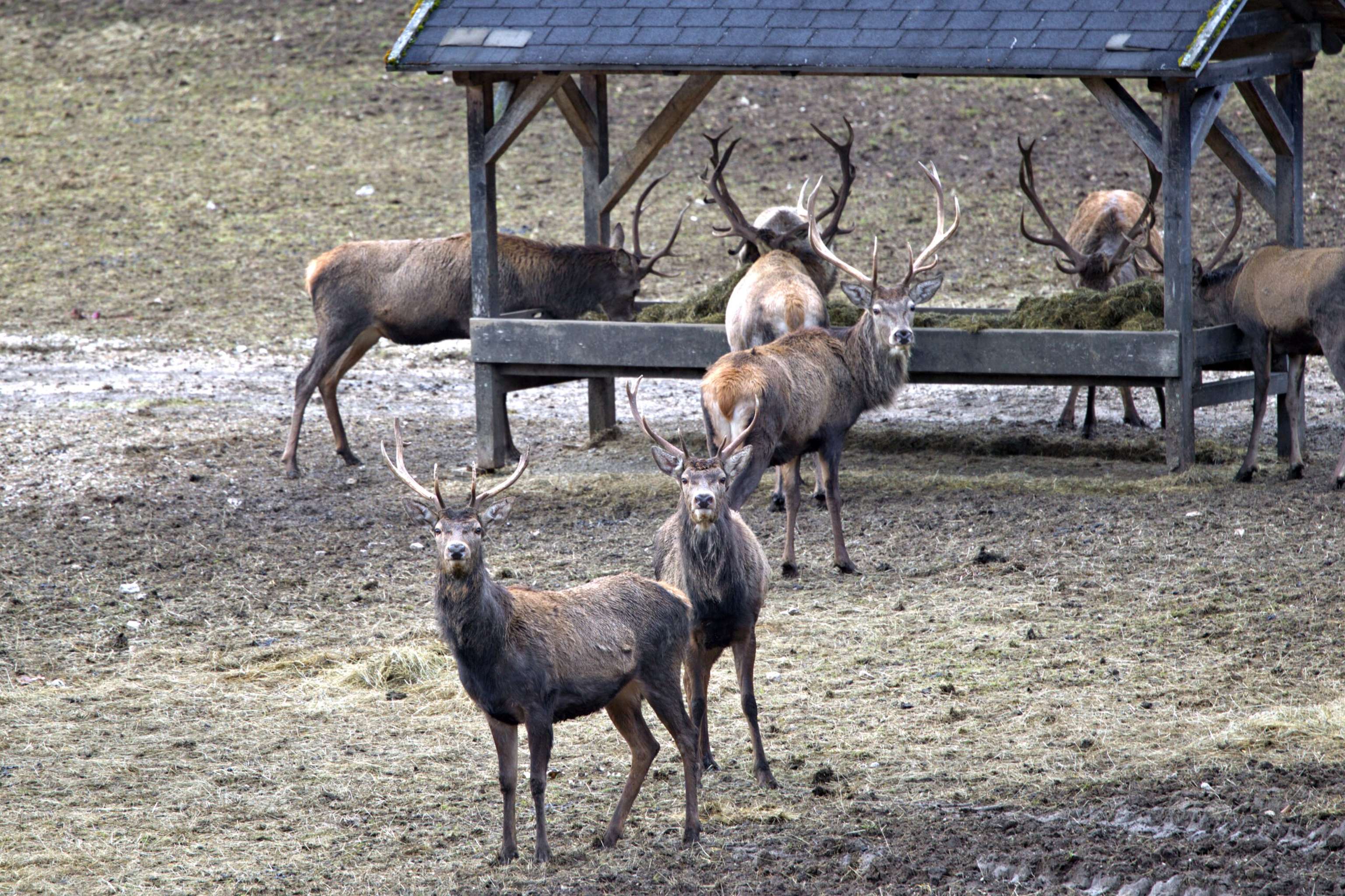Rotwild Futterstelle Ch. Böck