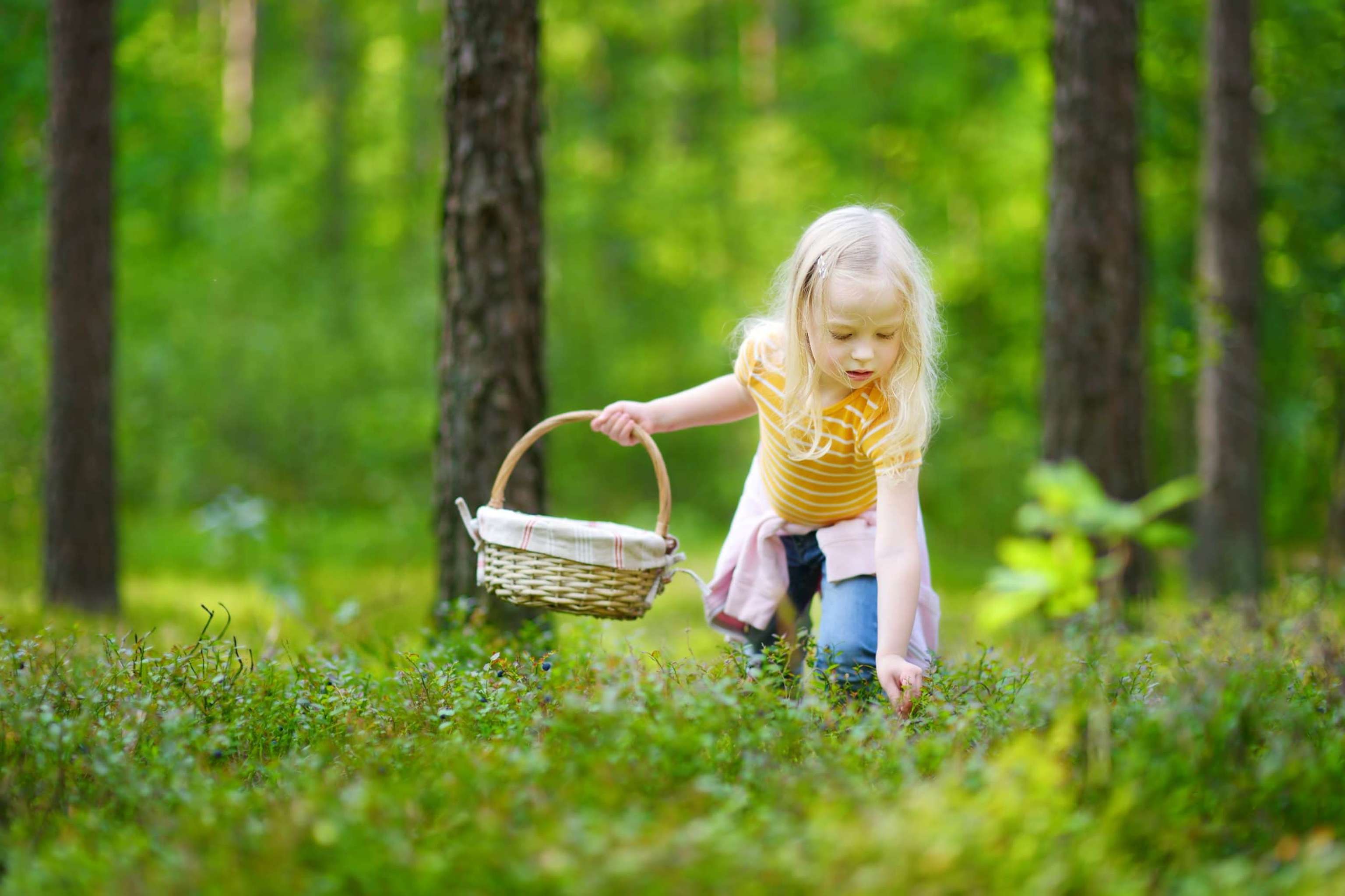 Adorable Little Girl Picking Foxberries In The Forest