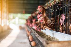 Egg Chicken Farming Background. Eggs In Try And Chicken Eating Food At Farm.
