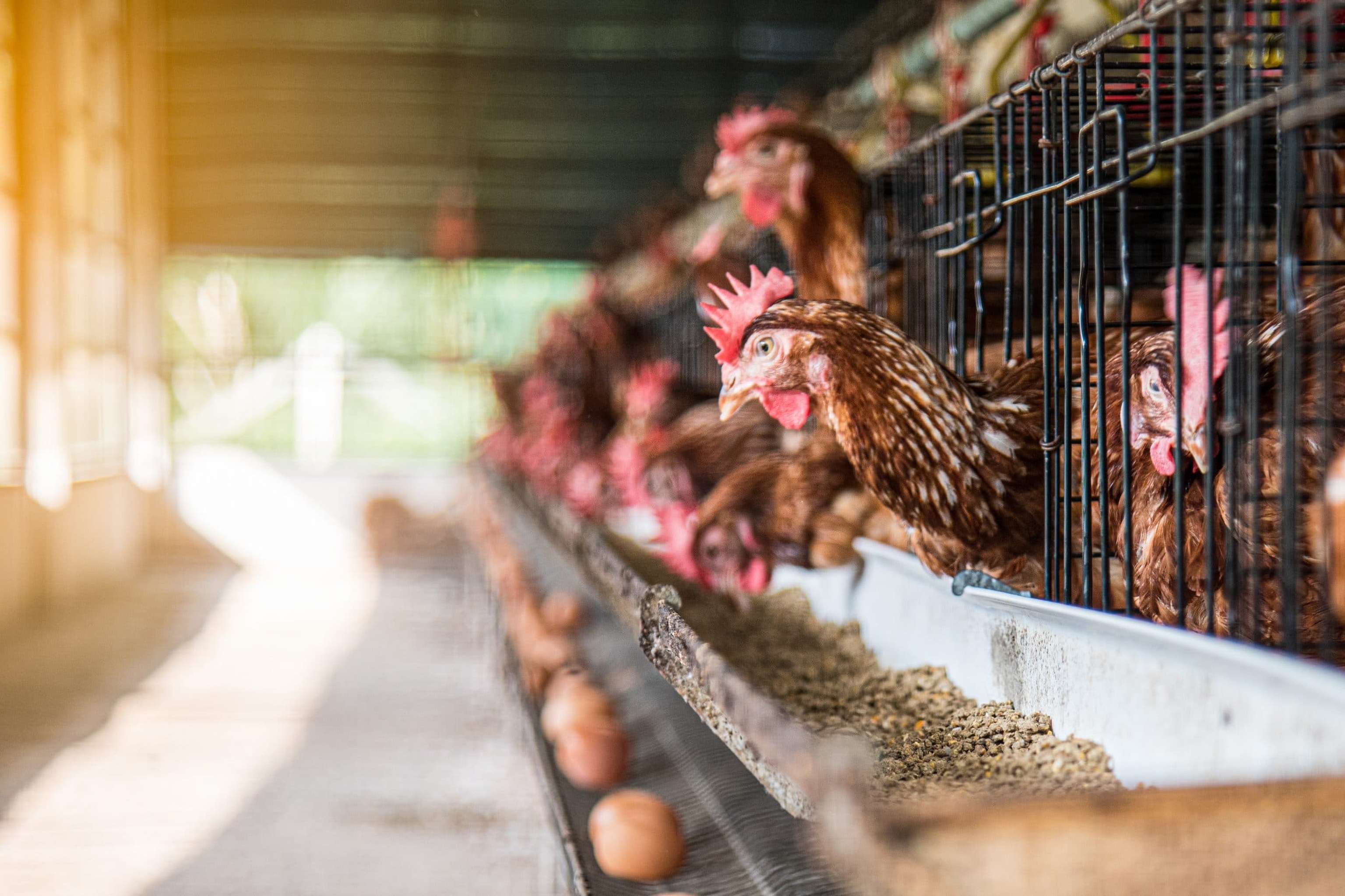 Egg Chicken Farming Background. Eggs In Try And Chicken Eating Food At Farm.