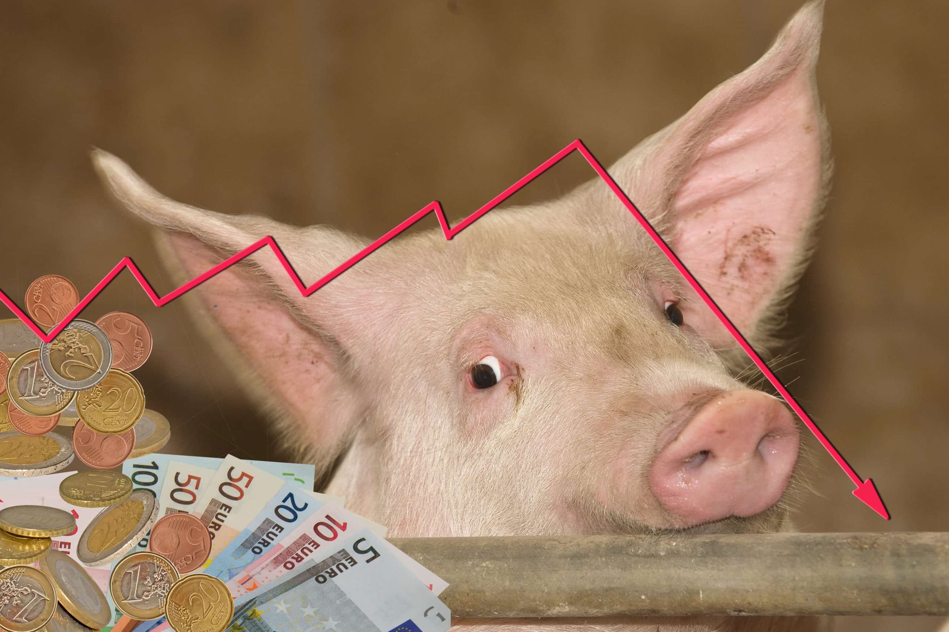 Mastschweine Preis 1 ID54419