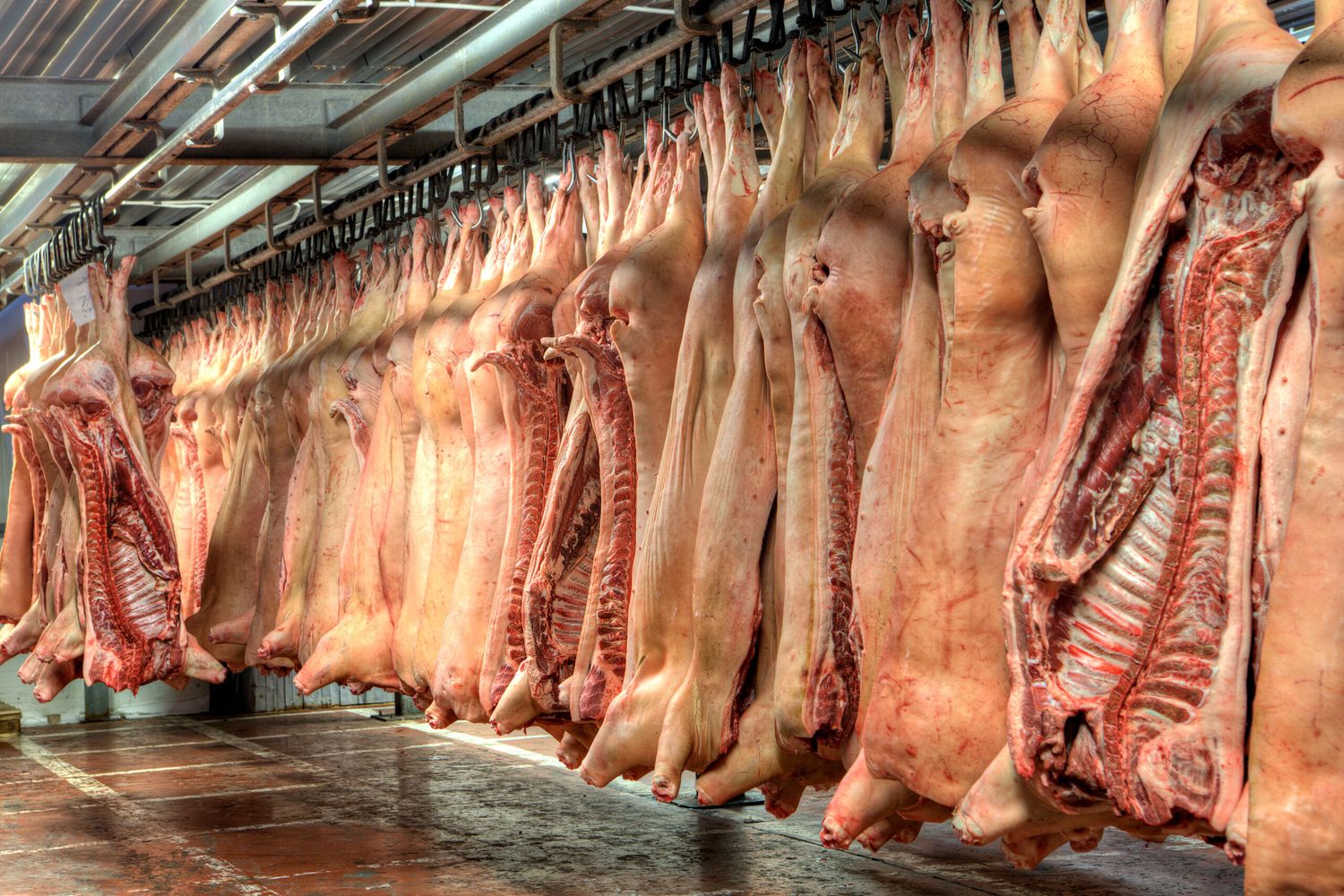 Schlachthälften Schwein