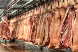 Schlachthälften Schwein
