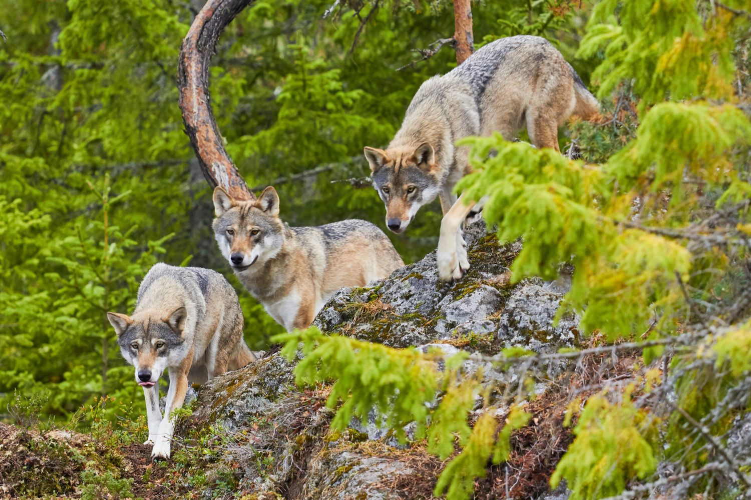 wolf in forest