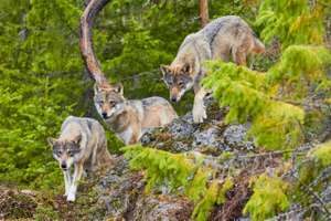 wolf in forest