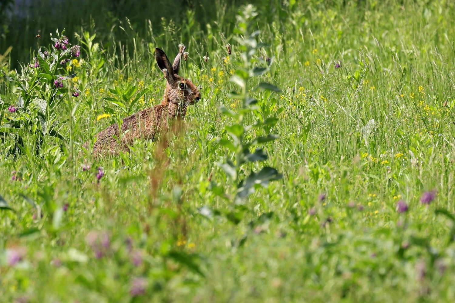 2024 05 01 PA Blumige Rückzugsräume Für Das Wild Feldhase Böck