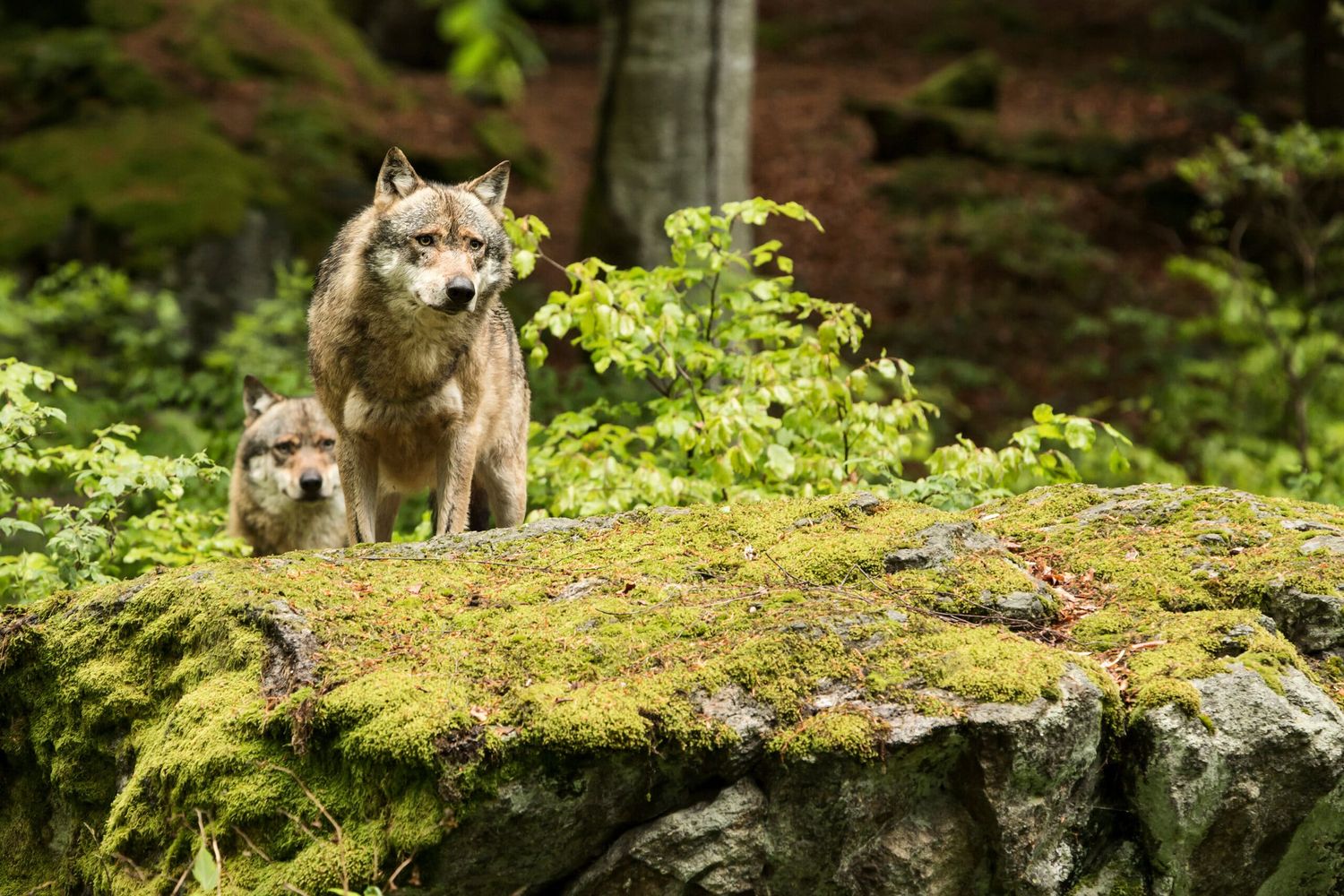 Die steigende Wolfspopulation wurde in den vergangenen Jahren zum Problem für die heimische Landwirtschaft.