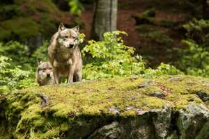 Europaeischer Wolf