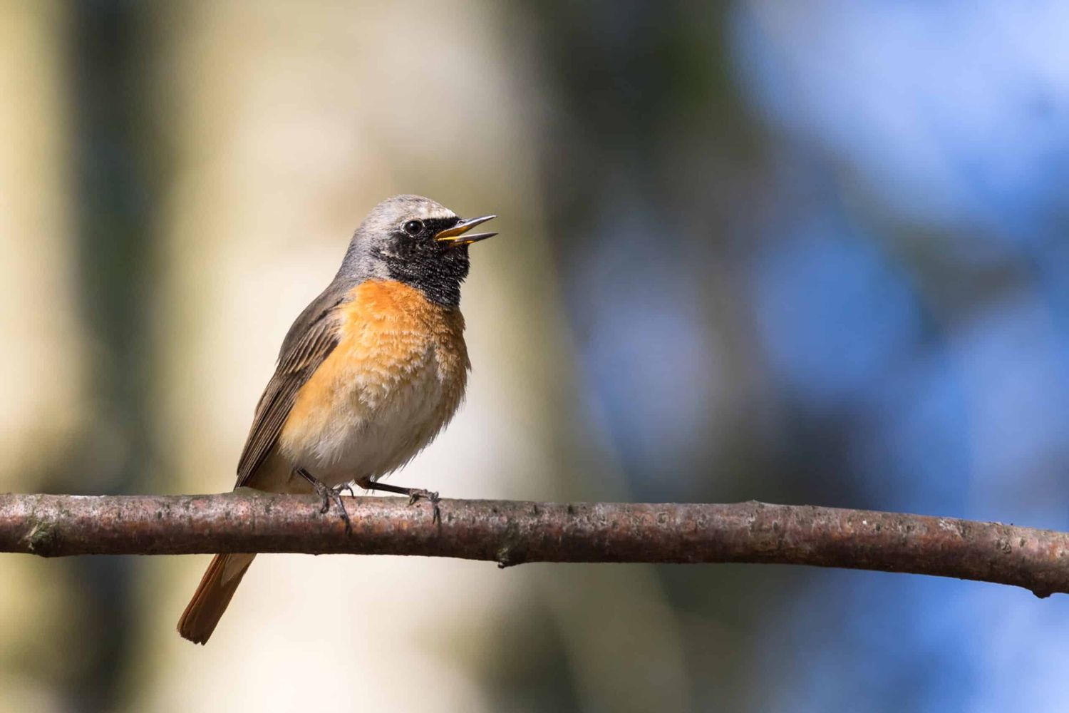 Gartenrotschwanz Singt Auf Einer Waldlichtung