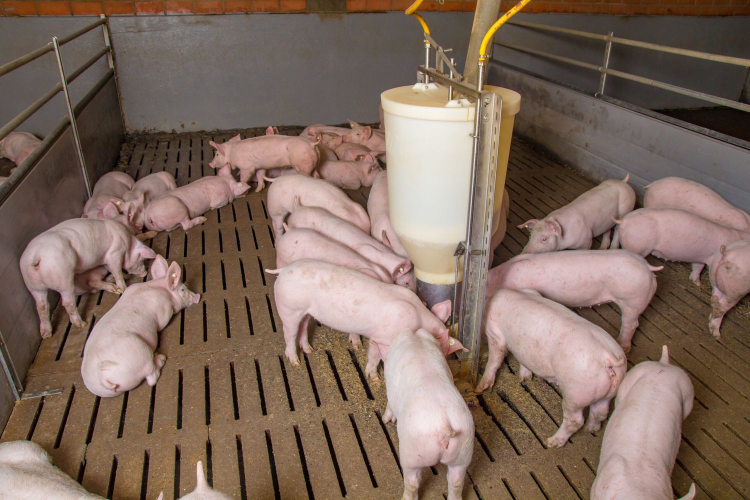 Mastschweine