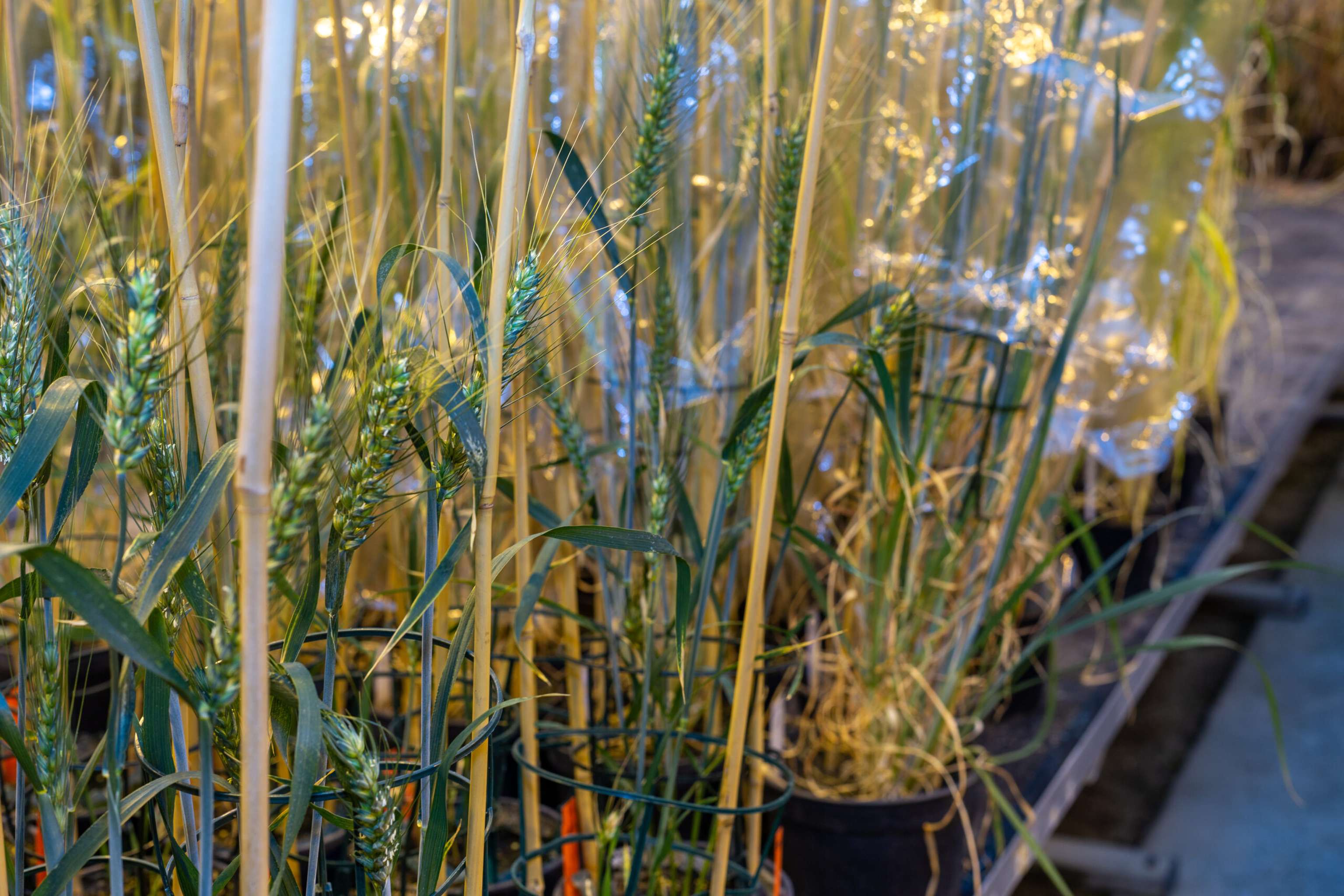 Getreide im Gewächshaus