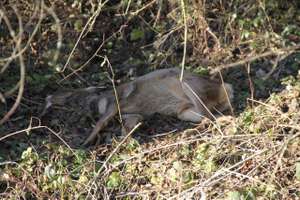 Die Jägerinnen und Jäger sind zurzeit mit Kadaverentsorgung und Wildstandserhebung besonders gefordert.