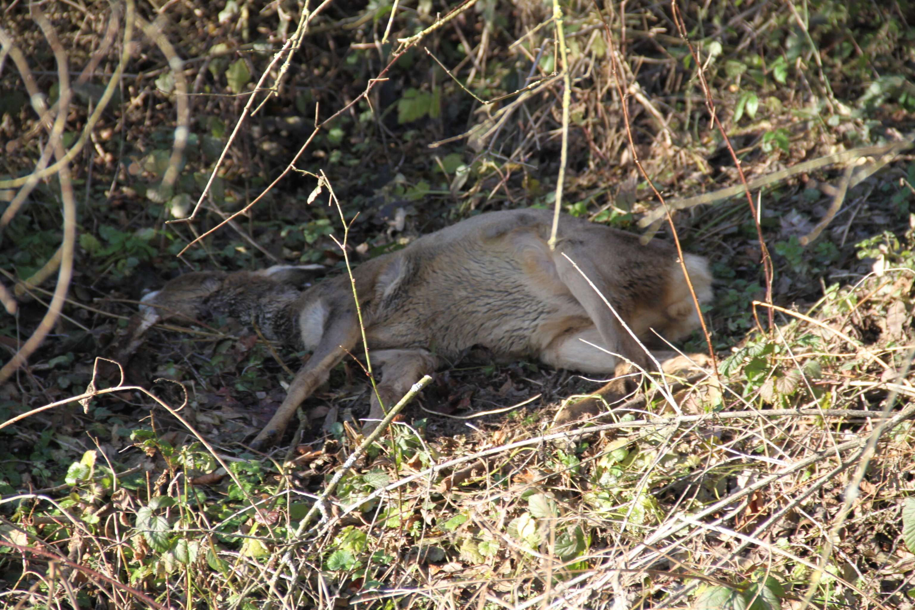 Die Jägerinnen und Jäger sind zurzeit mit Kadaverentsorgung und Wildstandserhebung besonders gefordert.