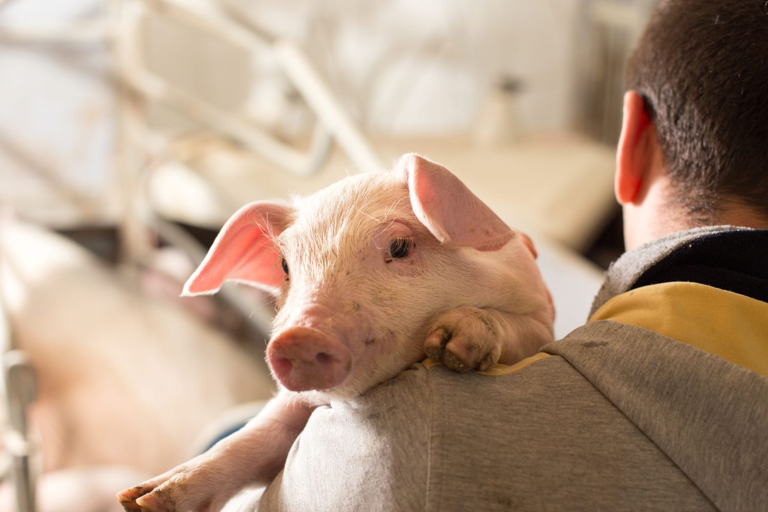 In der EU ist der Schweinebestand im vergangenen Jahr stark zurückgegangen. Indes steigen die Notierungen für Schlachtschweine.