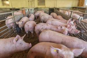 Schweinebucht