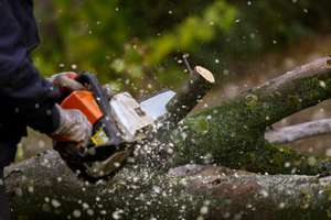 Cutting Tree