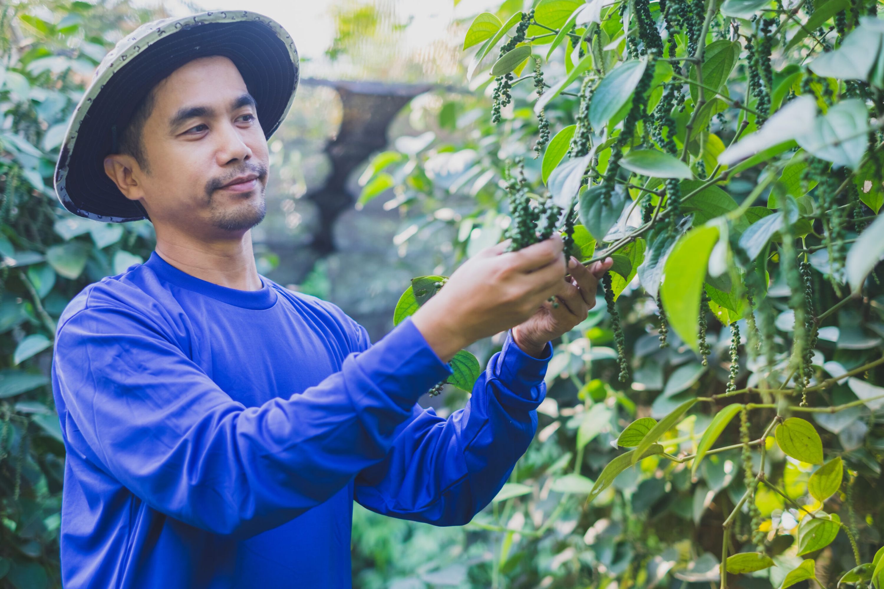 Vietnam ist der größte Pfefferproduzent der Welt