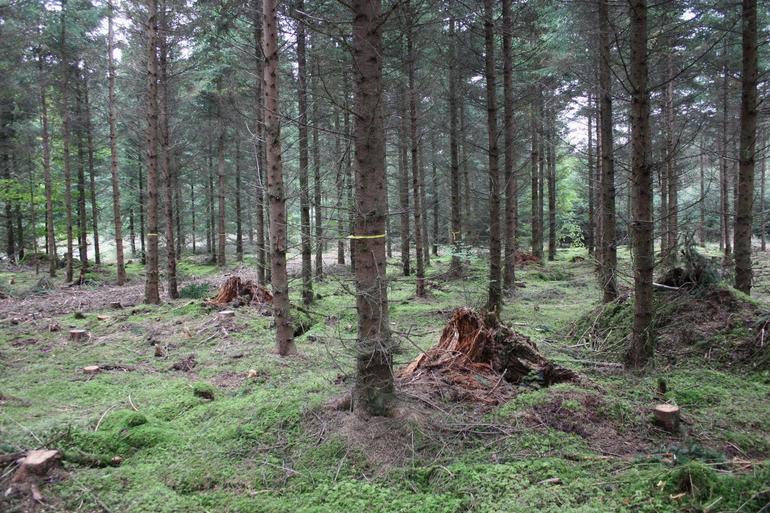 Eine konsequente Durchforstung im Fichtenwald führt zum Erfolg, wie die Erfahrungen in der Praxis zeigen.
