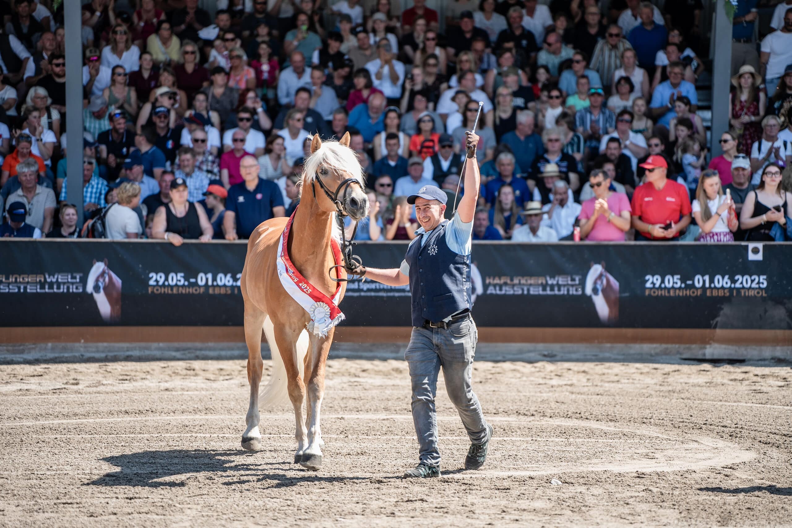 die schönsten pferde der welt haflinger schwarz