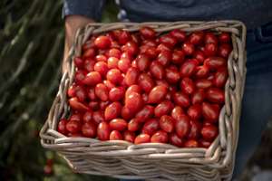 Datteltomaten