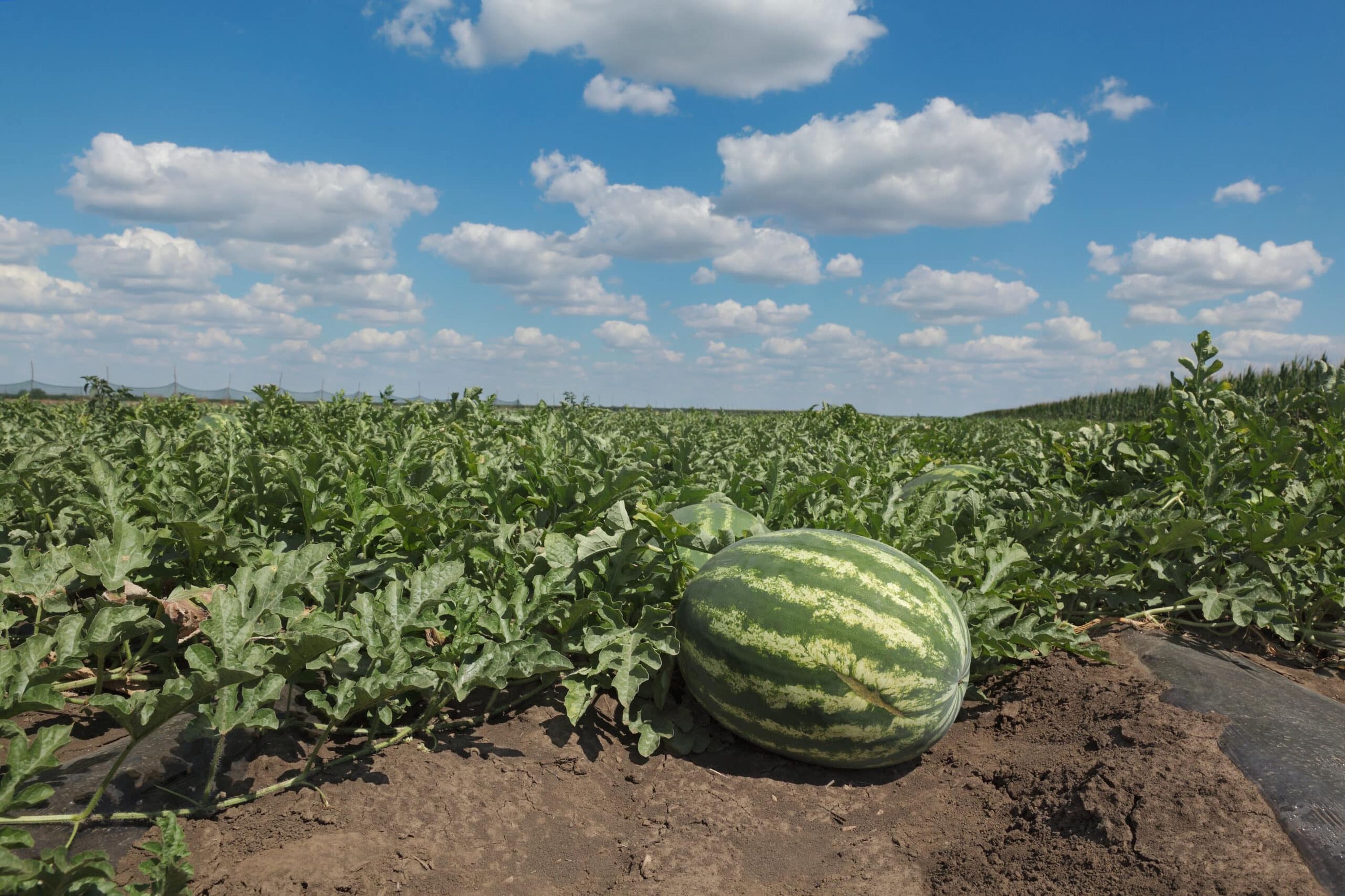 Die Wassermelonen werden aufgrund der niedrigen Preise auf den Feldern liegen gelassen.