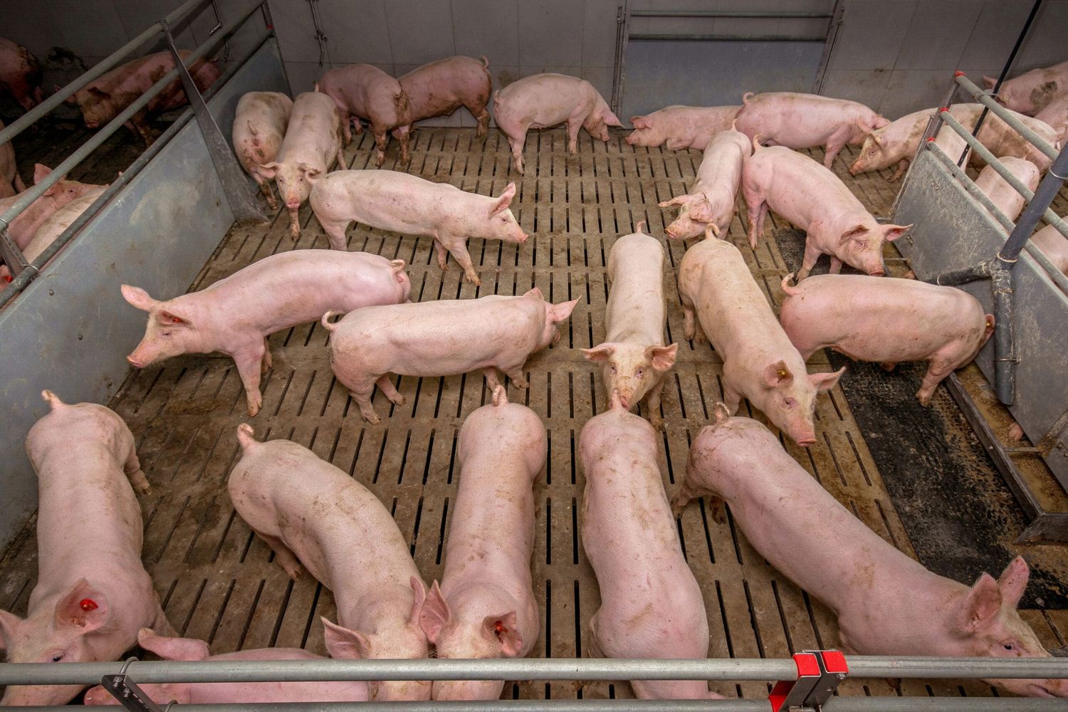 Standard für jedes zweite heimische Schwein: 10 Prozent mehr Platz und ab 2024 nur noch Soja, für das kein Regenwald gerodet wurde.