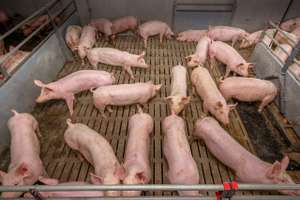 Mastschweine