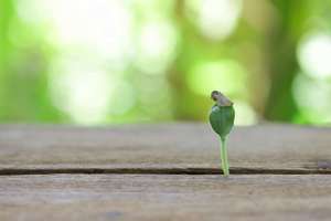 Growing Pumpkin Plant On Wooden Table