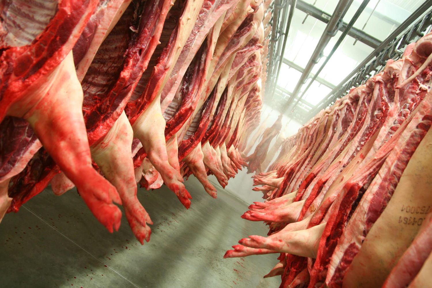 Pork