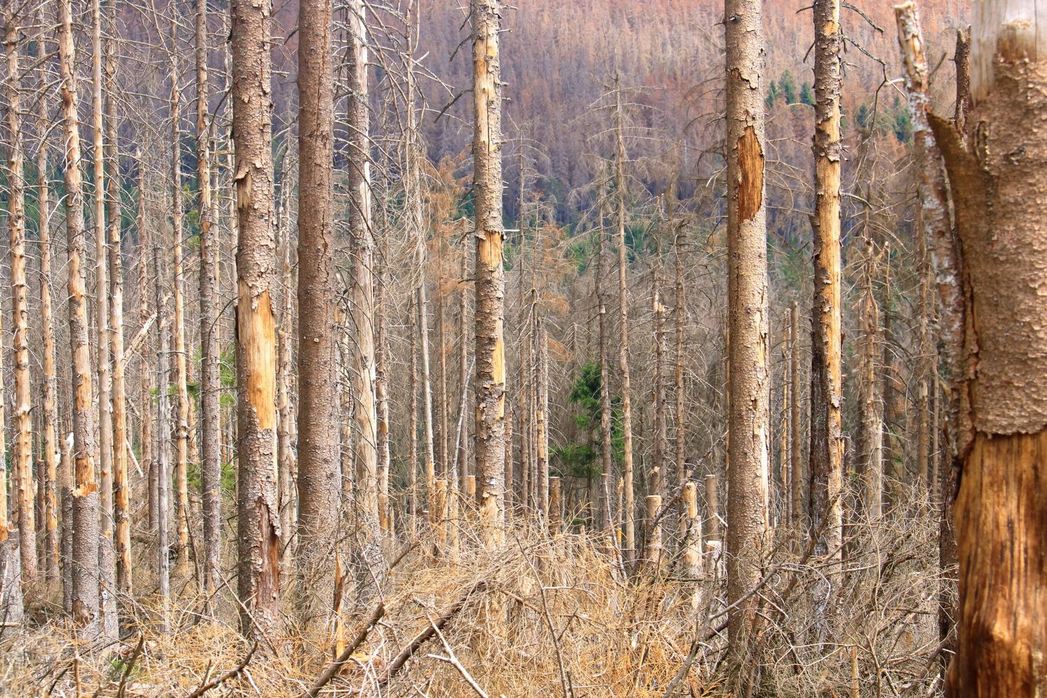 Bestand nach Borkenkäferbefall