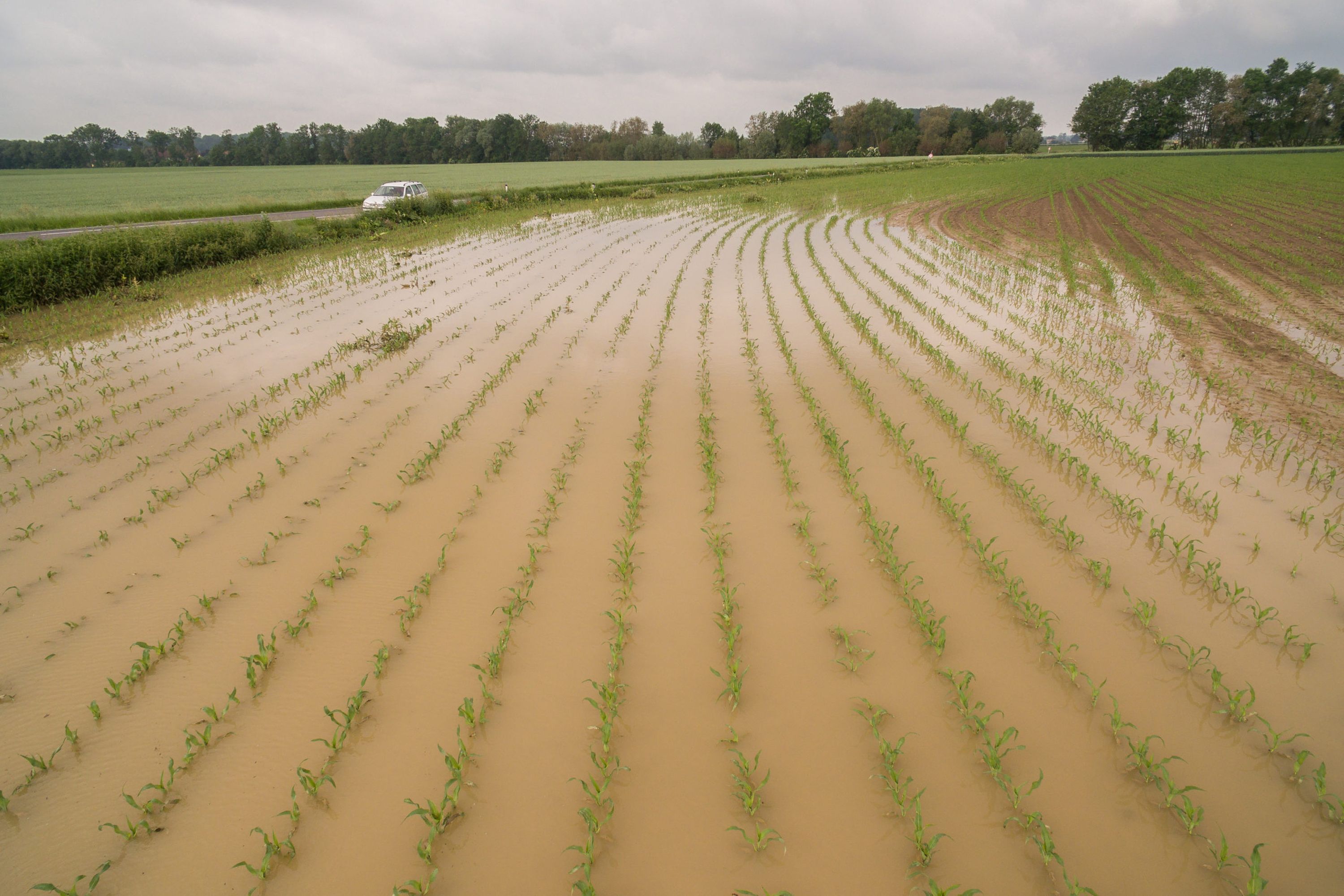 Hochwasser_Mais_4-ID79120-scaled.jpg
