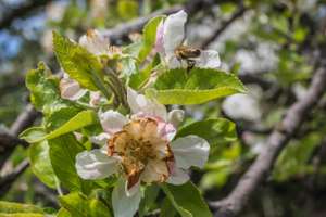 Kaputte Apfelblüte