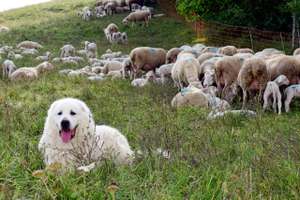 Pyrenäenberghund / Patou / Chien De Montagne Des Pyrénées / G