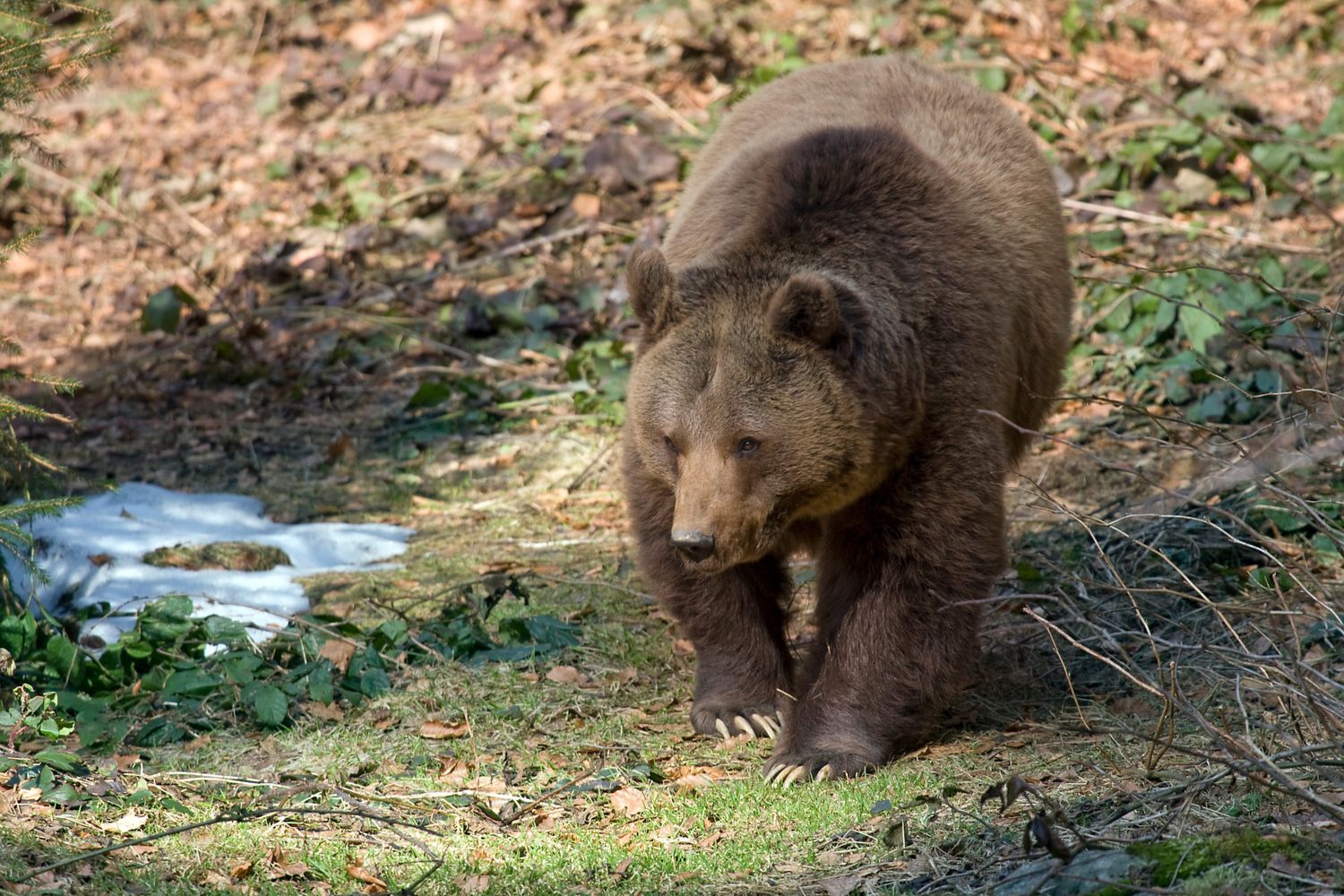 Braunbär