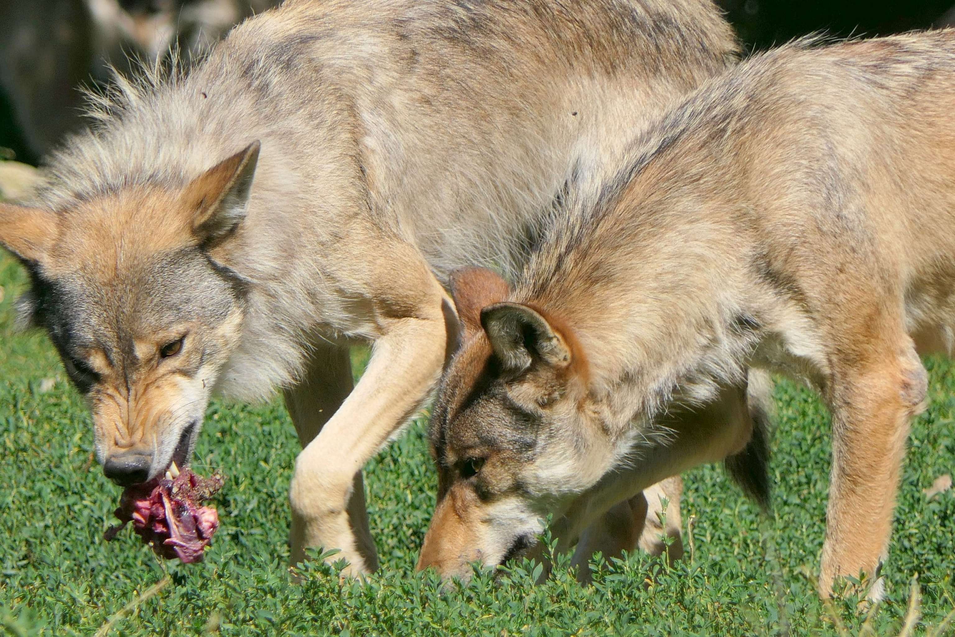 Wolf 3549410