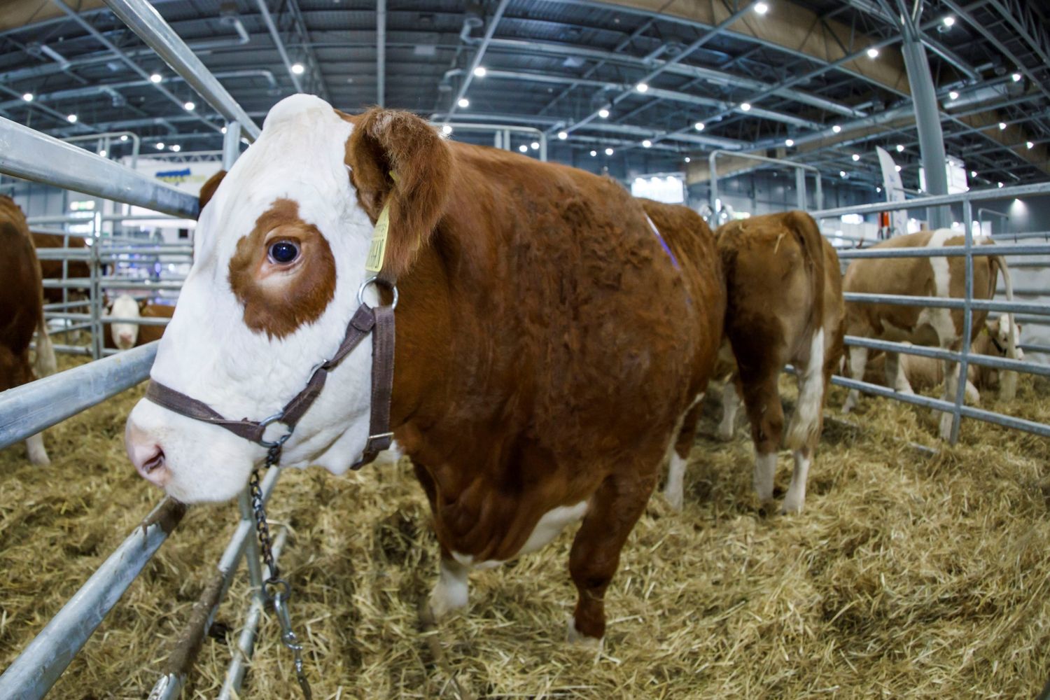 Messe für Tierhaltung in Brünn.
