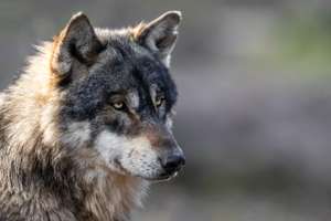Portrait Of Grey Wolf In The Forest
