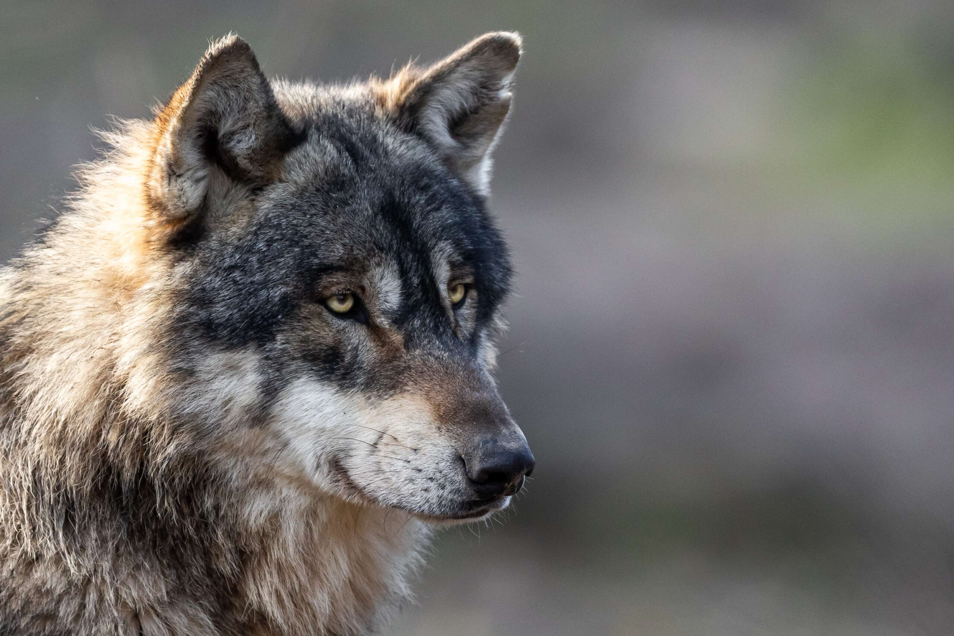 Portrait Of Grey Wolf In The Forest