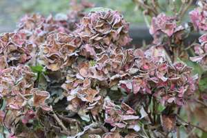 Hortensie Endless Summer Mit Frost Im Winter