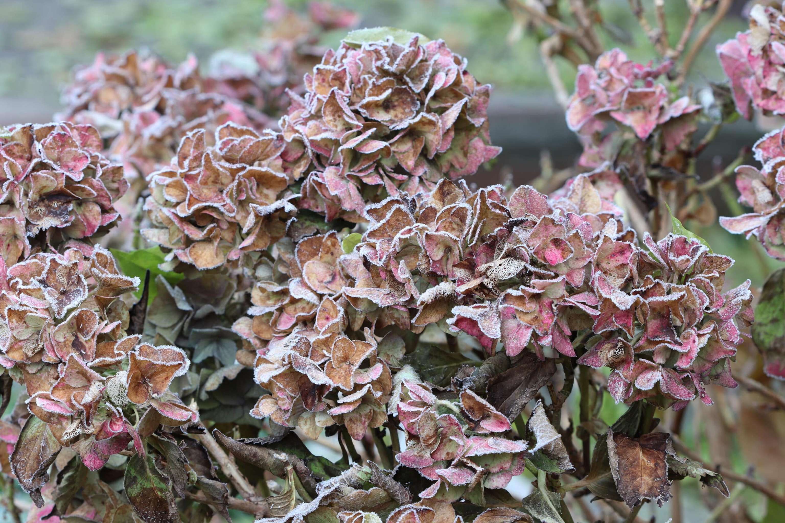 Hortensie Endless Summer Mit Frost Im Winter