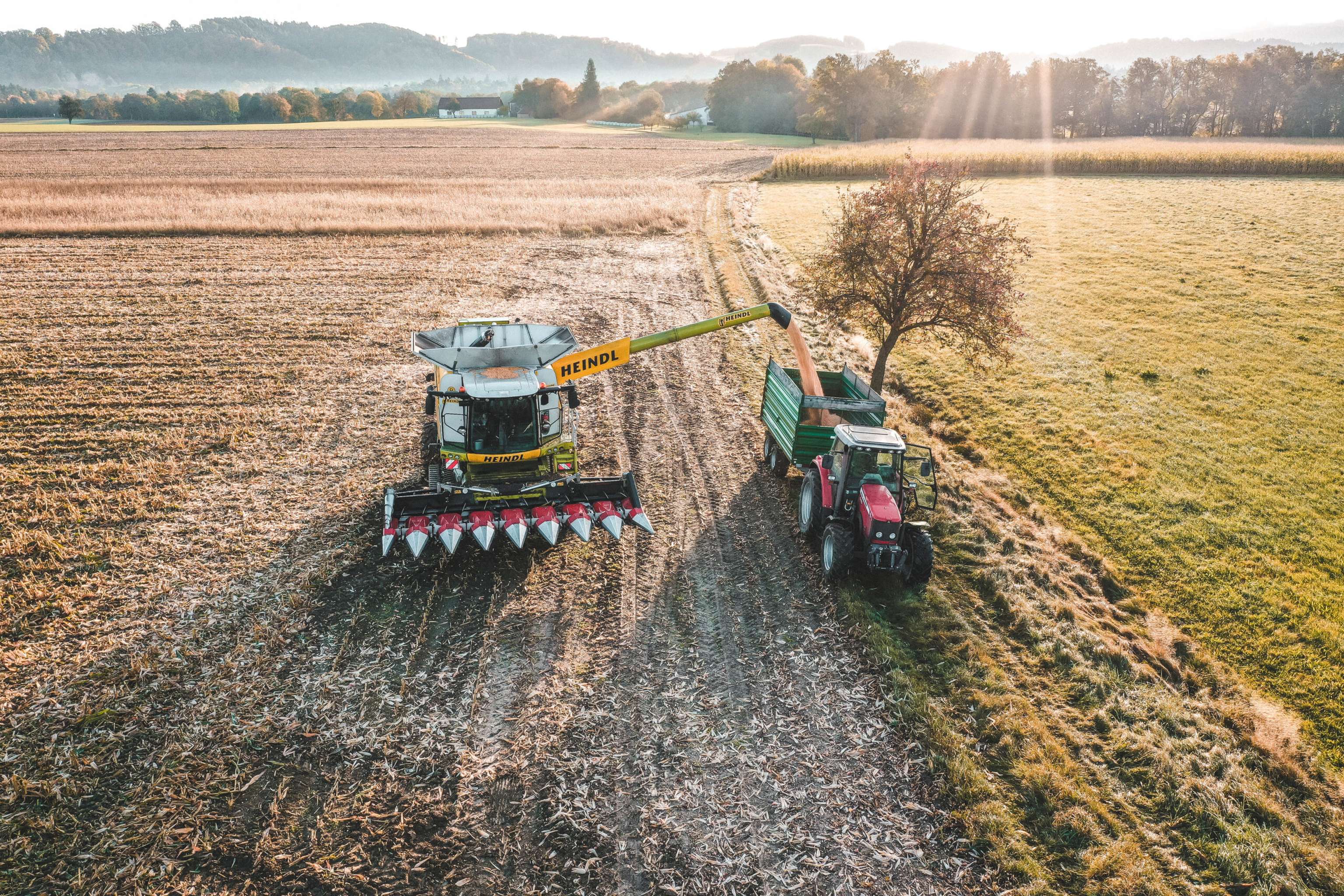 Heindl hilft bei der Ernte.
