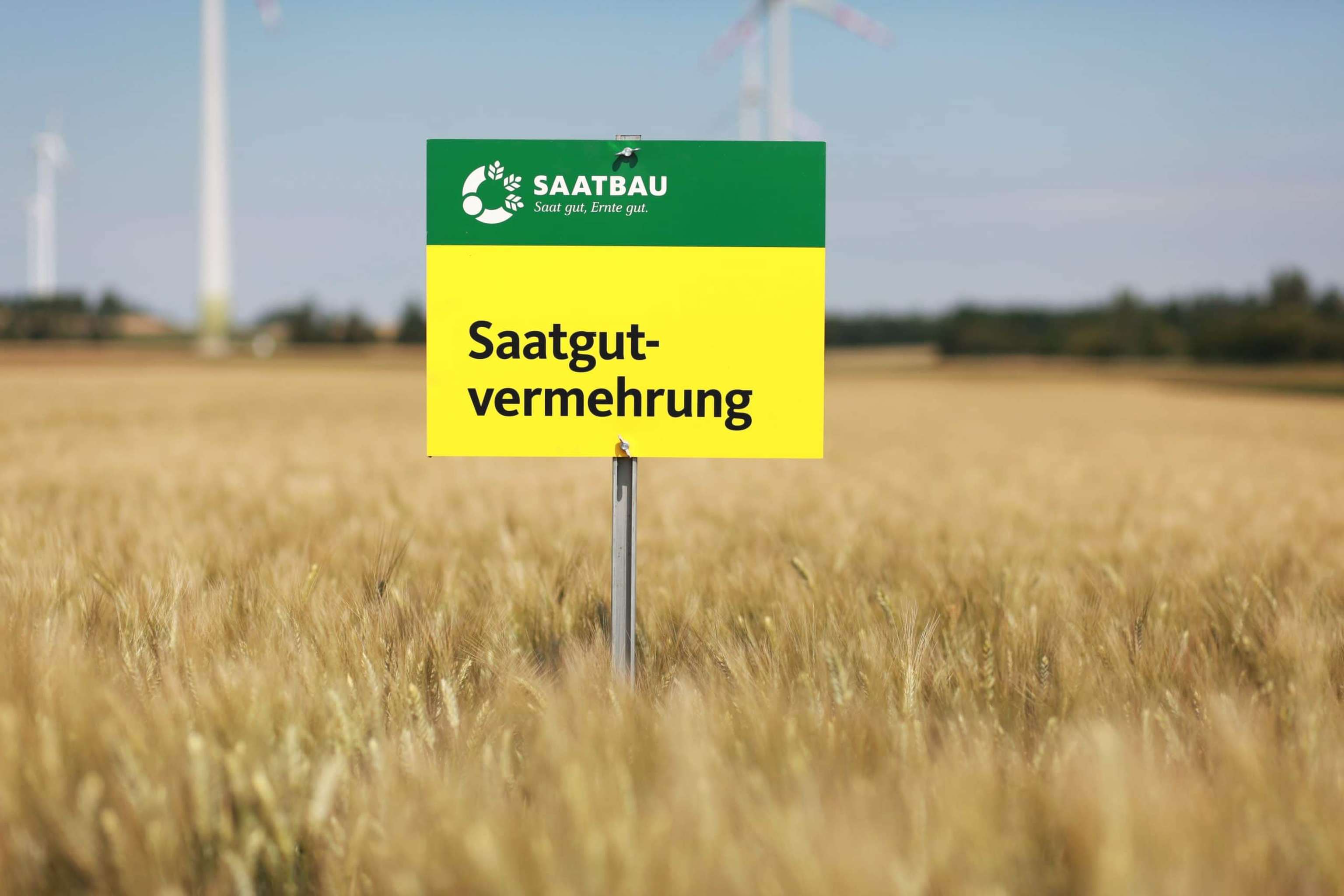 IMG 5935 Saatgut Vermehrung