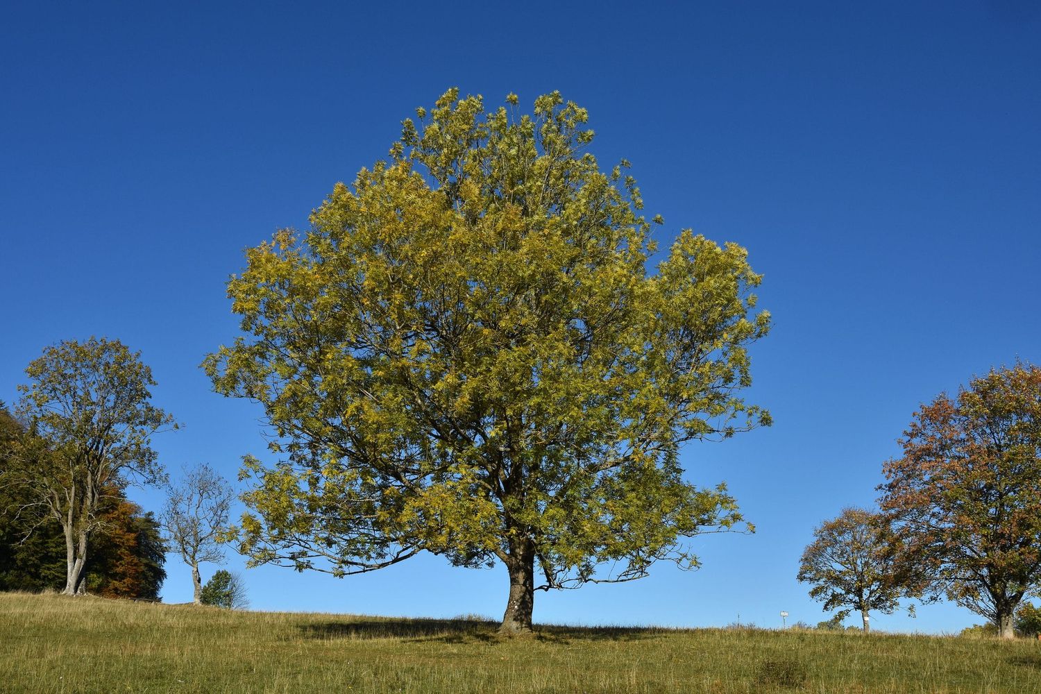 Gemeine Esche (Fraxinus Excelsior) Im Herbst