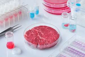 Fleisch im Labor