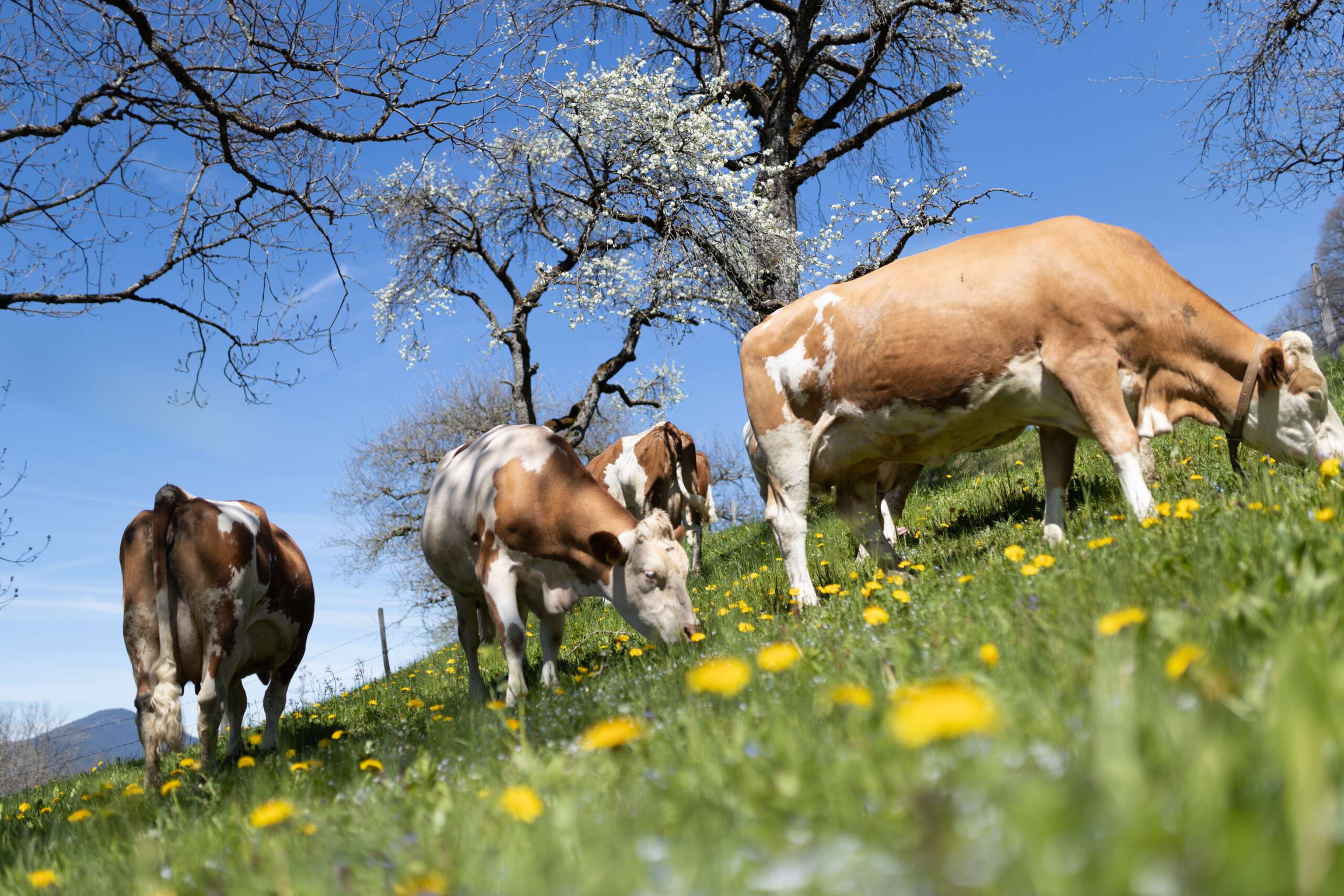 Berglandmilch-Kühe