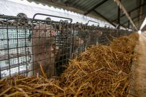 Mink Farm
