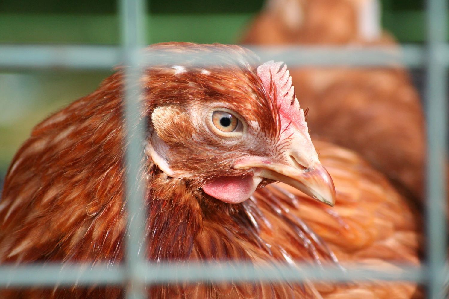 Schluss mit der Käfighaltung bei Geflügel und Vorrang für das Tierwohl”, fordern die Europaabgeordneten des Bauernbunds, Simone Schmiedtbauer und Alexander Bernhuber. FOTO: Tanja Naturfoto-adobe.stock.com