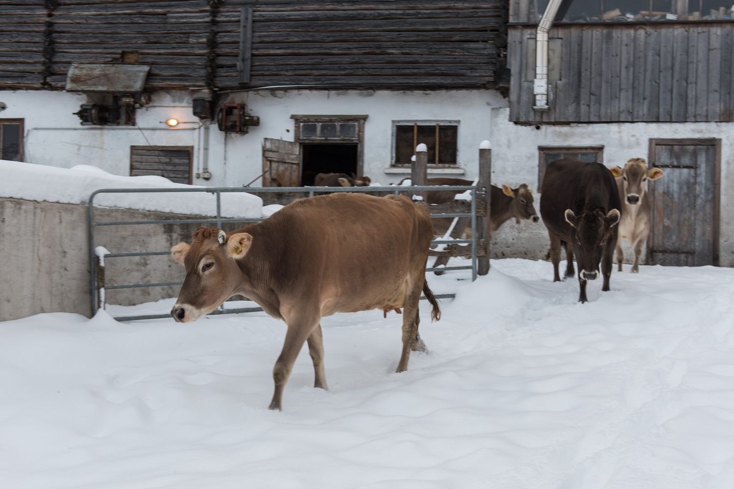Austrieb im Winter